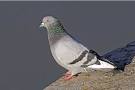 un pigeon