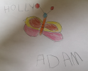 Adam papillon