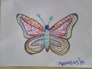 papillon d Anastasia