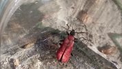 Un bel insecte rouge orangé