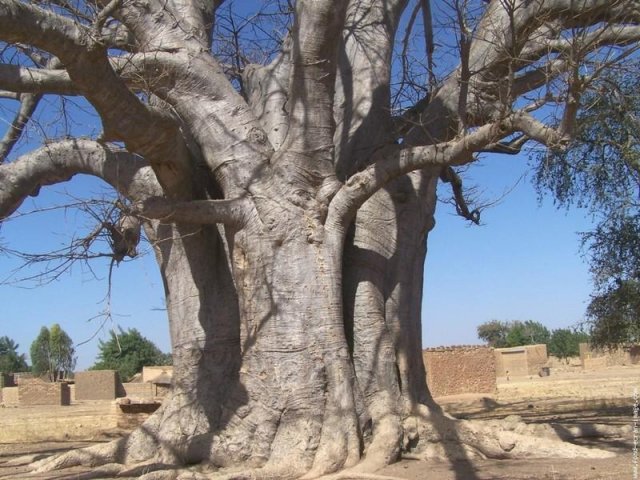 Un baobab et des habitations.