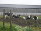 Des vaches dans le champ