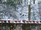 plantations sous la neige