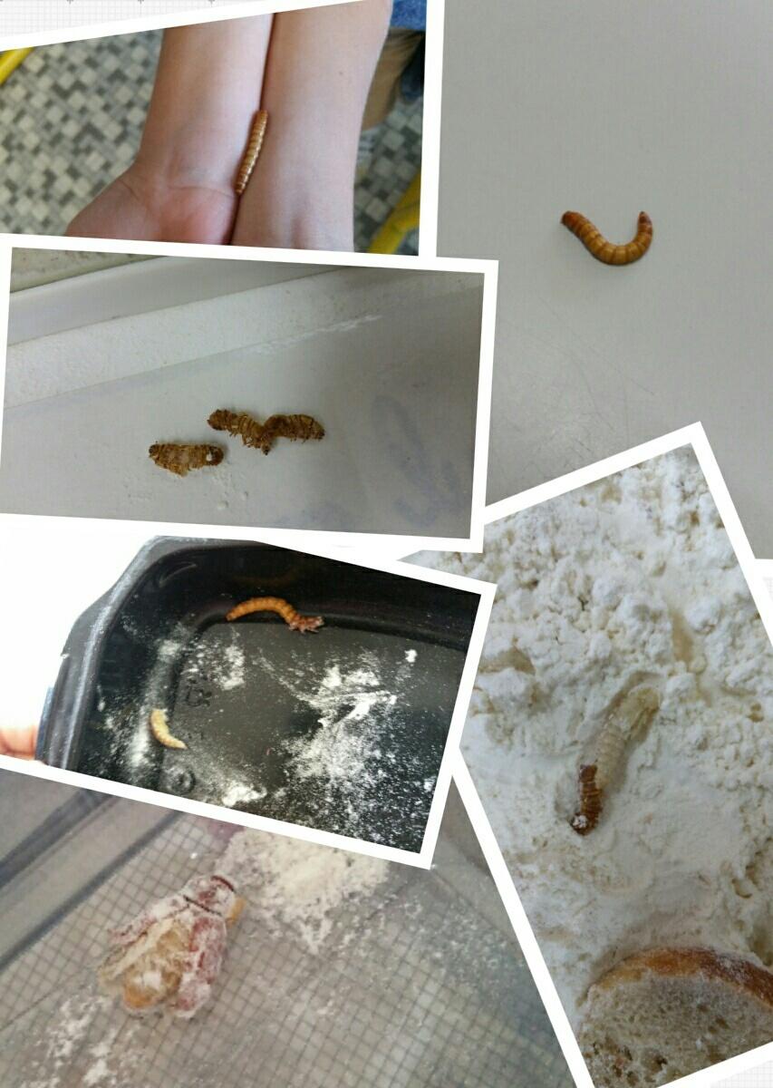 Notre Elevage De Vers De Farine Ecole Primaire Le Tallud