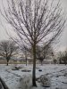 L'arbre de boules de neige
