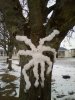 L'araignée de neige