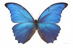 papillon bleu Morpho