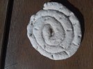 LOUIS ammonite