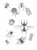dessins planche d insectes scarabees des 8790259 flashs insectes5d76 0e8eb (...)