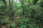 forêt amazonienne
