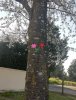 Les perles à chauffer de Zora