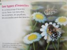 Pages 6 et 7 Les types d insectes