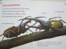 Pages 8 et 9 Les scarabées
