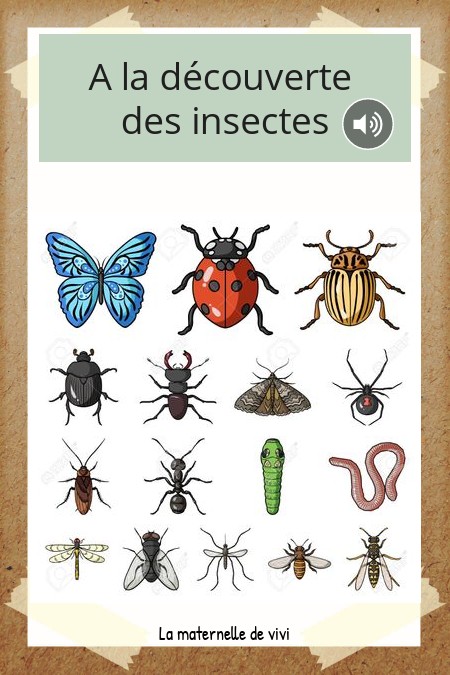 A la découverte des insectes