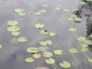voici une grenouille